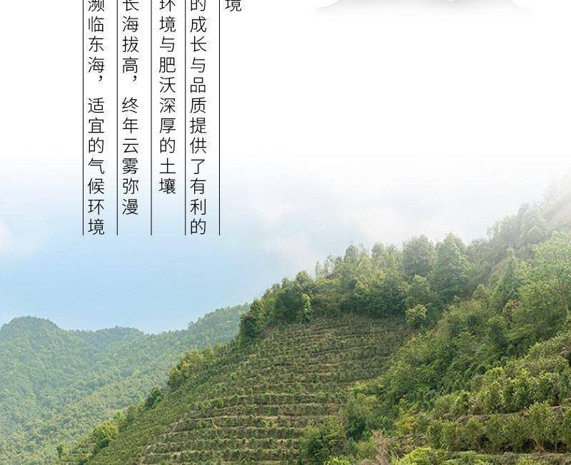 茶之茅茶叶潮州凤凰单枞头春鸭屎香四罐装500g