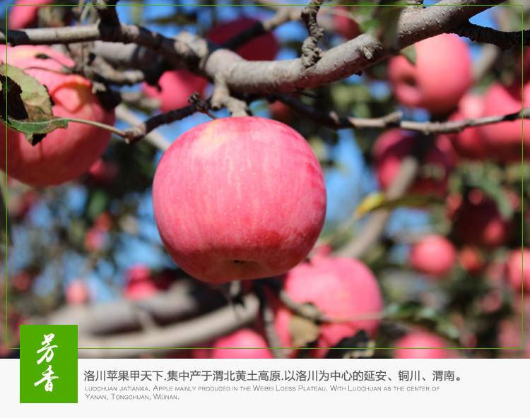 洛川红富士中果时令苹果新鲜脆甜多汁水分足生鲜苹果5斤