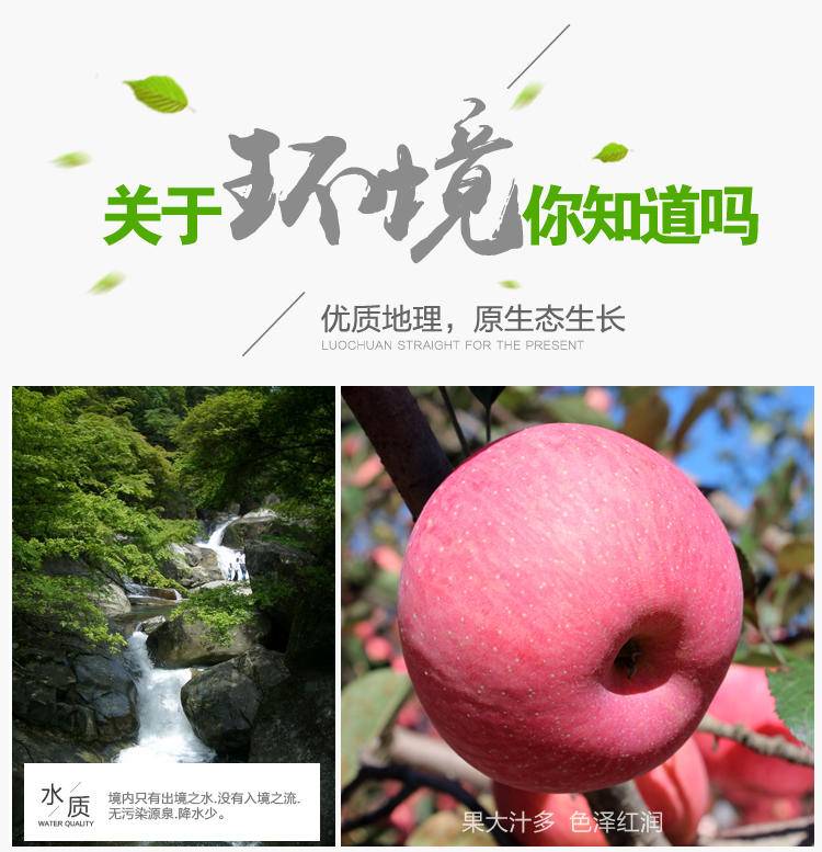 洛川红富士中果时令苹果新鲜脆甜多汁水分足生鲜苹果5斤