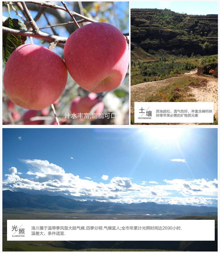 洛川红富士中果时令苹果新鲜脆甜多汁水分足生鲜苹果5斤