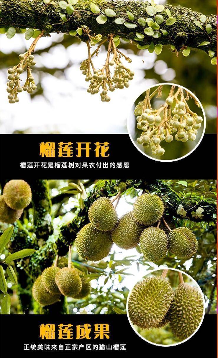 源兴猫山王纯果肉400克
