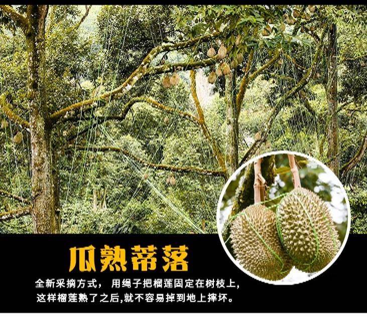 源兴猫山王纯果肉400克