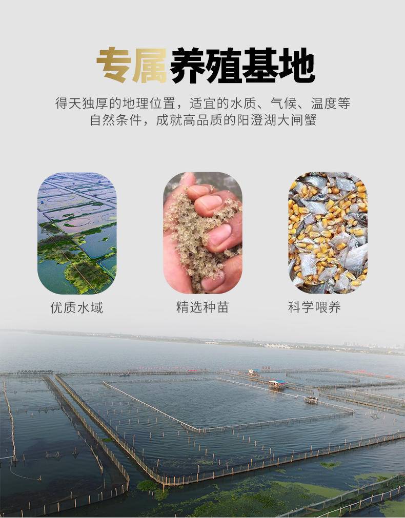 【礼券|秒杀】碧波甄选阳澄湖大闸蟹提货卡 礼品卡 顺丰包邮多规格可选
