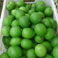 【集采】安岳青柠檬5斤装*10箱