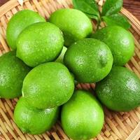 【集采】安岳青柠檬5斤装*10箱