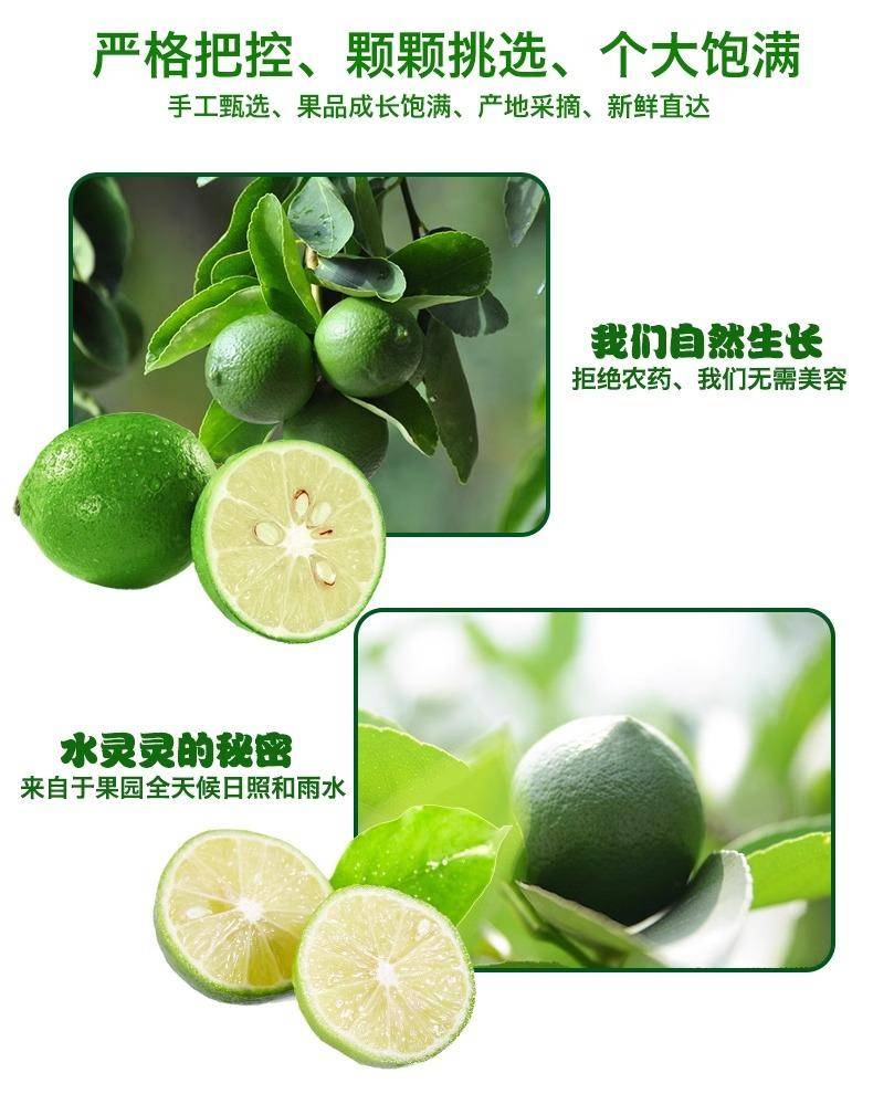 【集采】安岳青柠檬5斤装*10箱