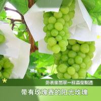 刘林芝香舍 阳光玫瑰葡萄无籽提子当季新鲜水果约2.5kg（8g-12g）