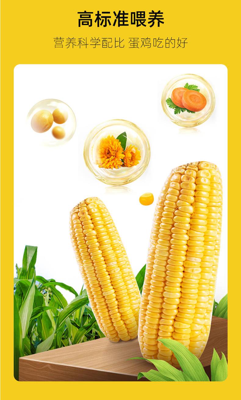 信得幸福农场 可生食鲜鸡蛋 营养无菌无抗蛋 叶黄素&硒 均重60g/枚
