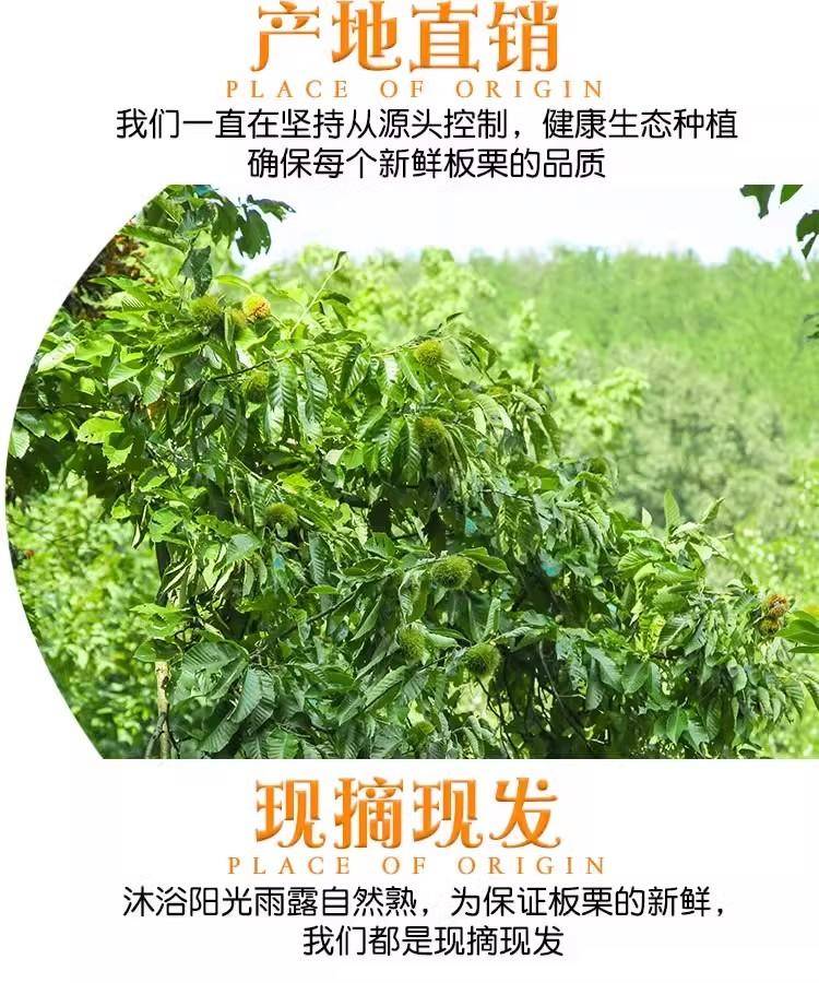 【秒杀】鲜妙芙新鲜丹东板栗 1斤