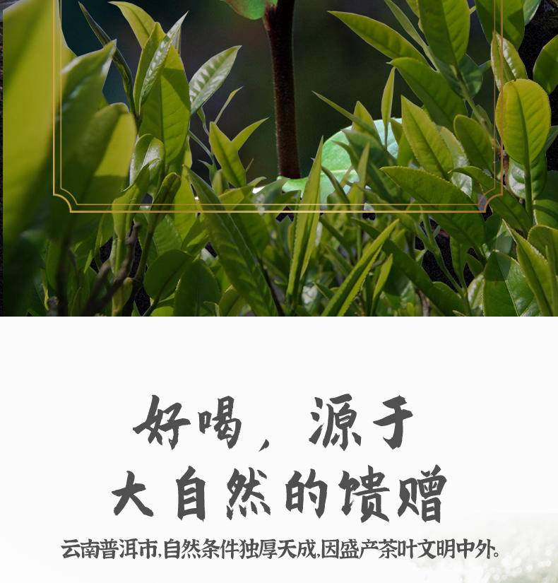 紫芽普洱茶357g（生茶）