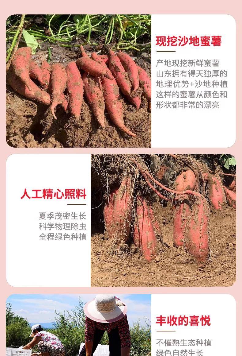 鲜妙芙 山东烟薯25号蜜薯