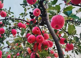 煜植禾灵宝寺河山红富士礼盒 10斤/箱