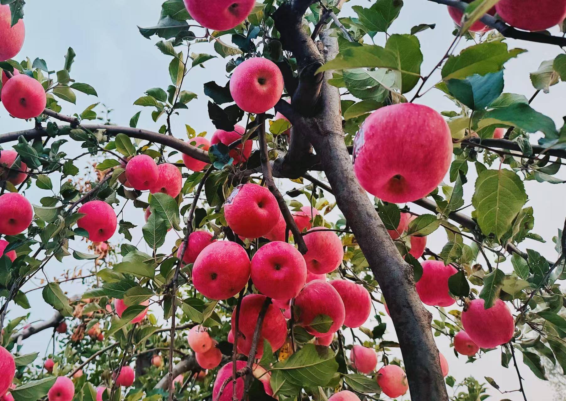煜植禾灵宝寺河山红富士礼盒 10斤/箱