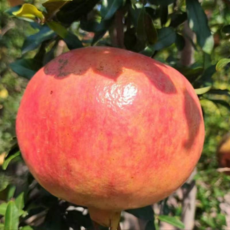 【秒杀】煜植禾正宗河阴软籽石榴新鲜采摘水果2斤/箱