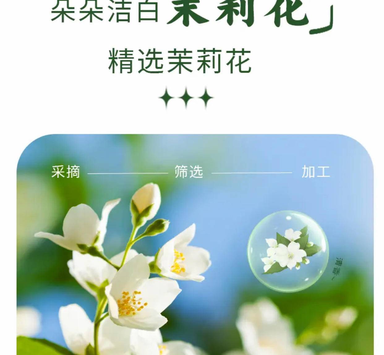 百果坚坚茉莉雪芽154g*4盒