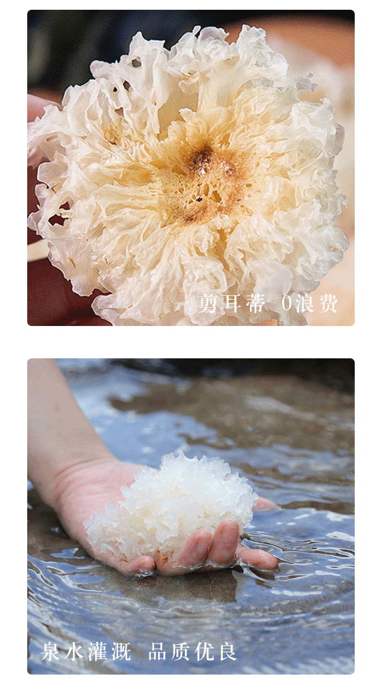 【集采】鲜珥家椴木小银珥250g*10袋