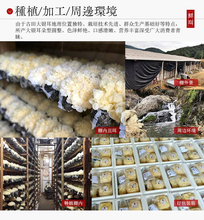 【采集】鲜珥家鲜银耳130g*60朵