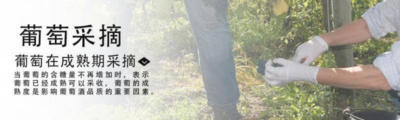 逸金酒业 西班牙2020年份朝圣之路干红葡萄酒 陈酿12个月以上橡木桶CRIANZA