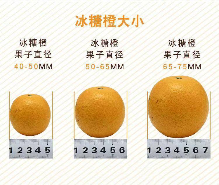 【下架缺货】【集采】正宗湖南麻阳冰糖橙8.5-9斤大果40－45个*10箱【果径】55-60mm