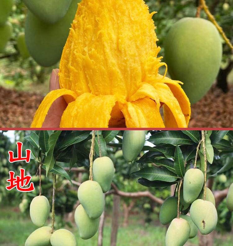 海南小台芒3-9斤新鲜台农树上熟芒果整箱现发热带应季水果