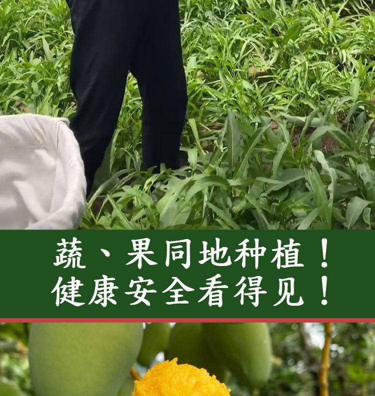 海南小台芒3-9斤新鲜台农树上熟芒果整箱现发热带应季水果