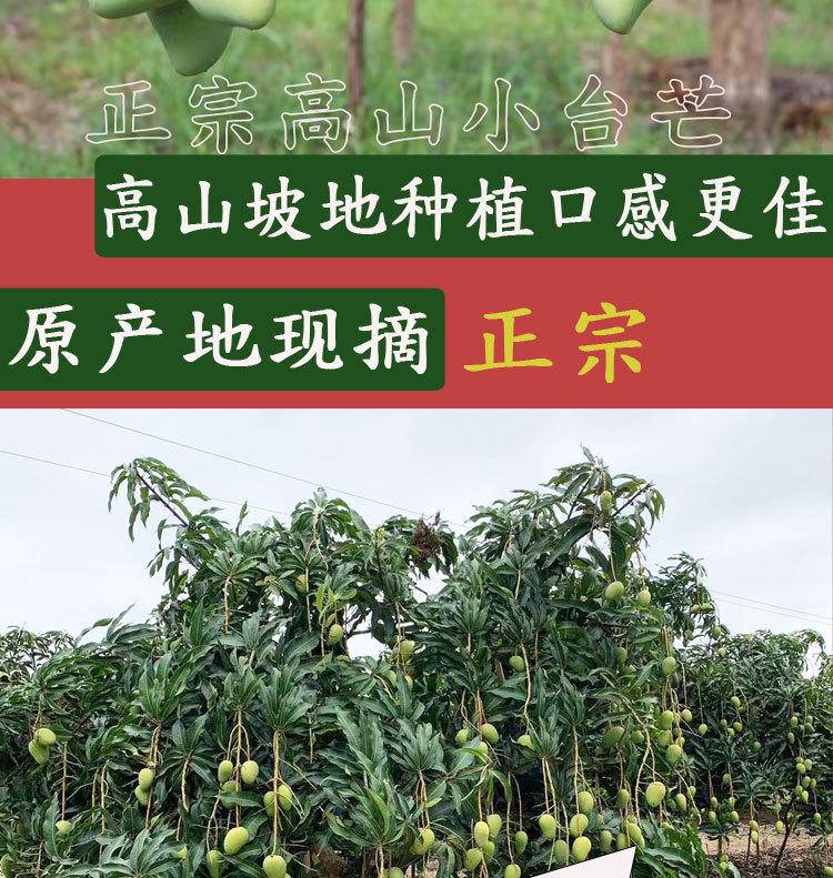 海南小台芒3-9斤新鲜台农树上熟芒果整箱现发热带应季水果