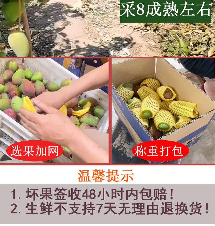 海南小台芒3-9斤新鲜台农树上熟芒果整箱现发热带应季水果
