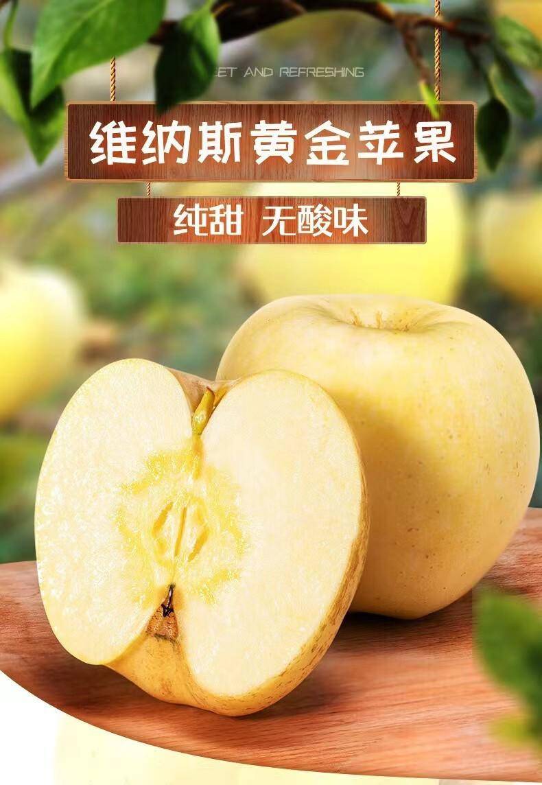 山东黄金奶油苹果2.5-9斤富士礼维纳斯基地烟台产地包邮