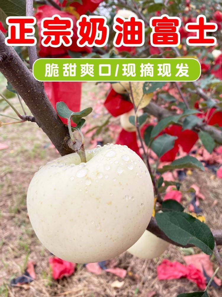 山东黄金奶油苹果2.5-9斤富士礼维纳斯基地烟台产地包邮