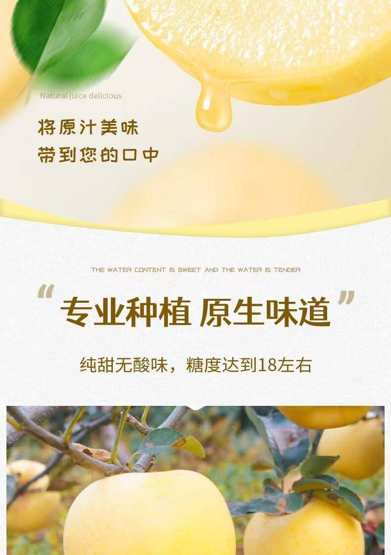 山东黄金奶油苹果2.5-9斤富士礼维纳斯基地烟台产地包邮