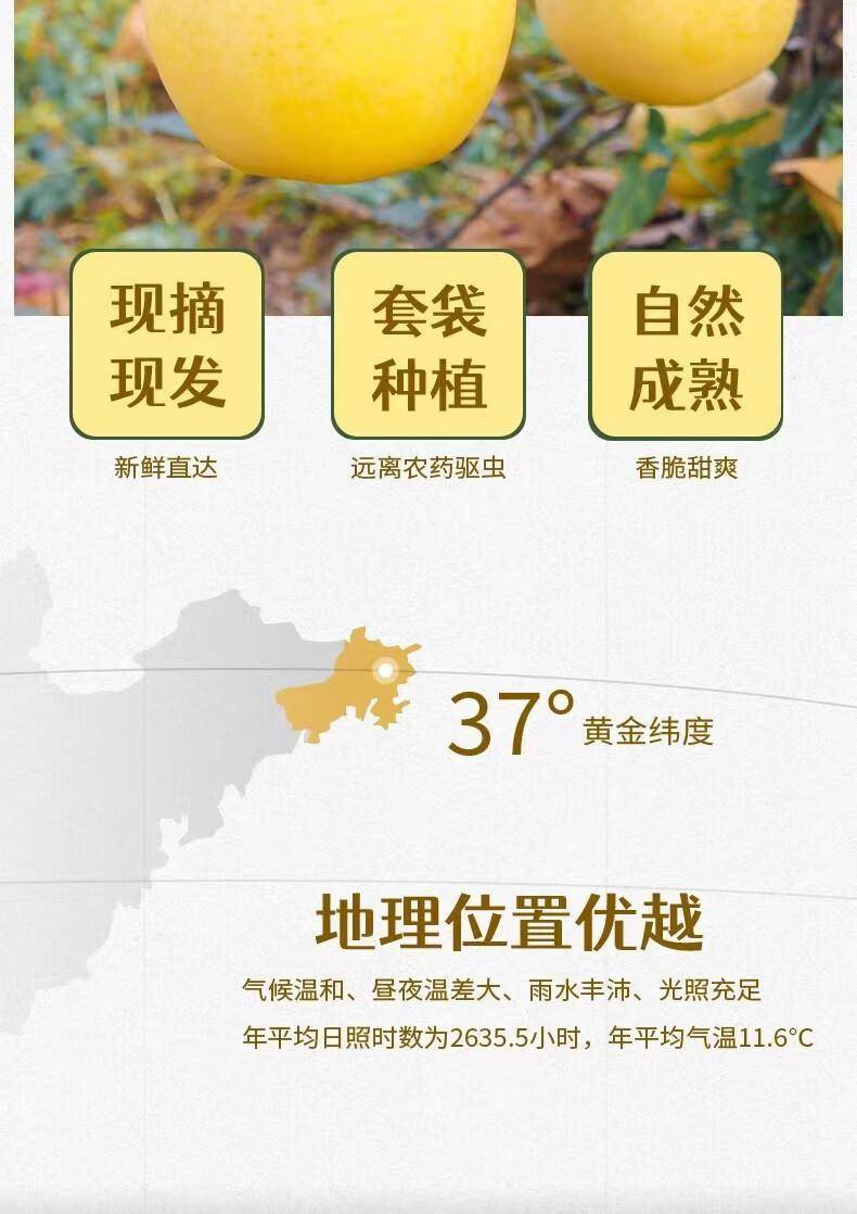 山东黄金奶油苹果2.5-9斤富士礼维纳斯基地烟台产地包邮