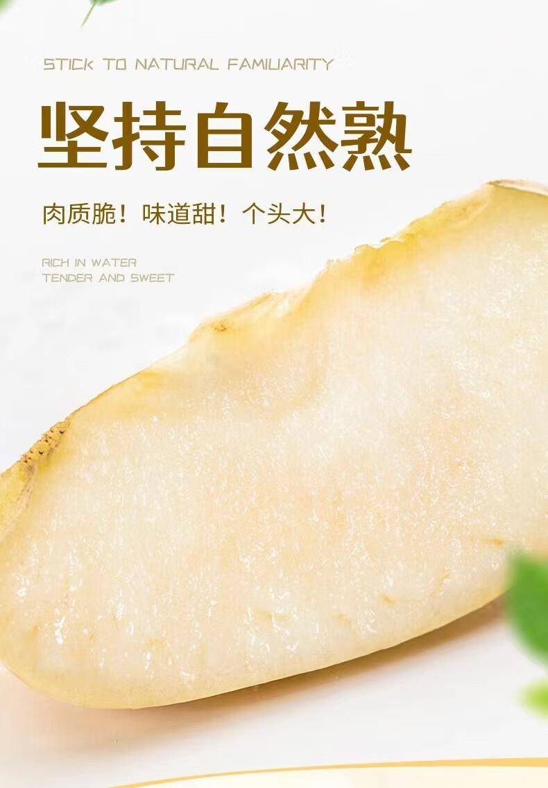 山东黄金奶油苹果2.5-9斤富士礼维纳斯基地烟台产地包邮