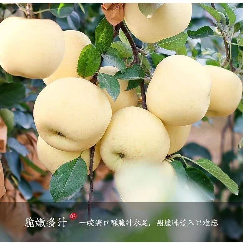 山东黄金奶油苹果2.5-9斤富士礼维纳斯基地烟台产地包邮