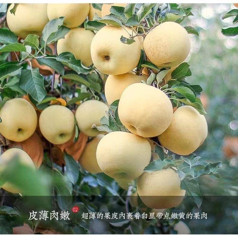 山东黄金奶油苹果2.5-9斤富士礼维纳斯基地烟台产地包邮