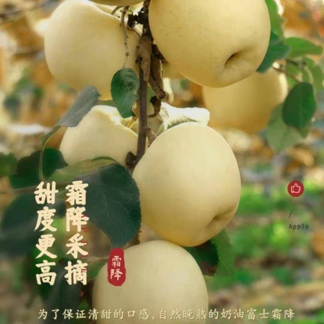 山东黄金奶油苹果2.5-9斤富士礼维纳斯基地烟台产地包邮