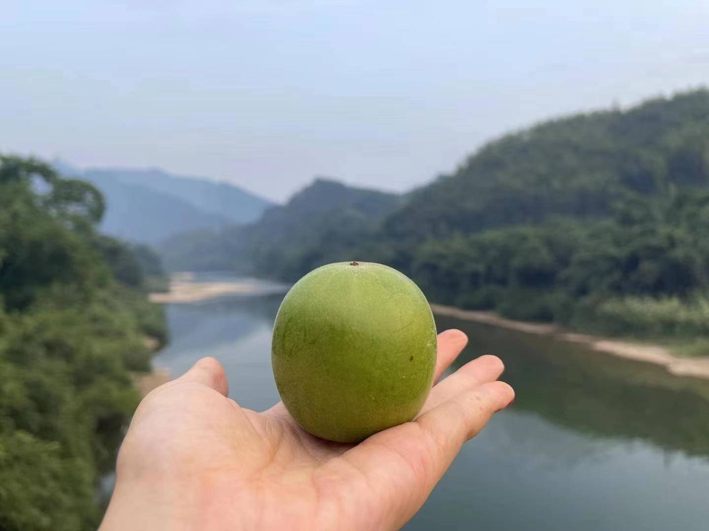 七醉·广西桂林精至普通有籽罗汉果6枚（每枚13-15g）