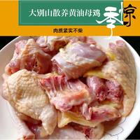 【我店优选-季惊】大别山散养黄油老母鸡 年货必备 2只装（共4斤左右）
