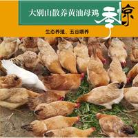【我店优选-季惊】大别山散养黄油老母鸡 年货必备 2只装（共4斤左右）