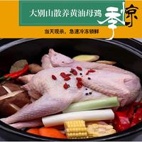 【我店优选-季惊】大别山散养黄油老母鸡 年货必备 2只装（共4斤左右）
