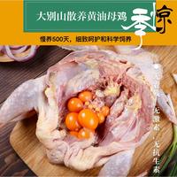 【我店优选-季惊】大别山散养黄油老母鸡 年货必备 2只装（共4斤左右）