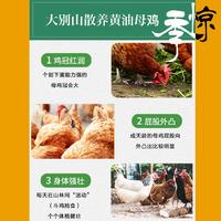 【我店优选-季惊】大别山散养黄油老母鸡 年货必备 2只装（共4斤左右）