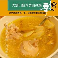 【我店优选-季惊】大别山散养黄油老母鸡 年货必备 2只装（共4斤左右）