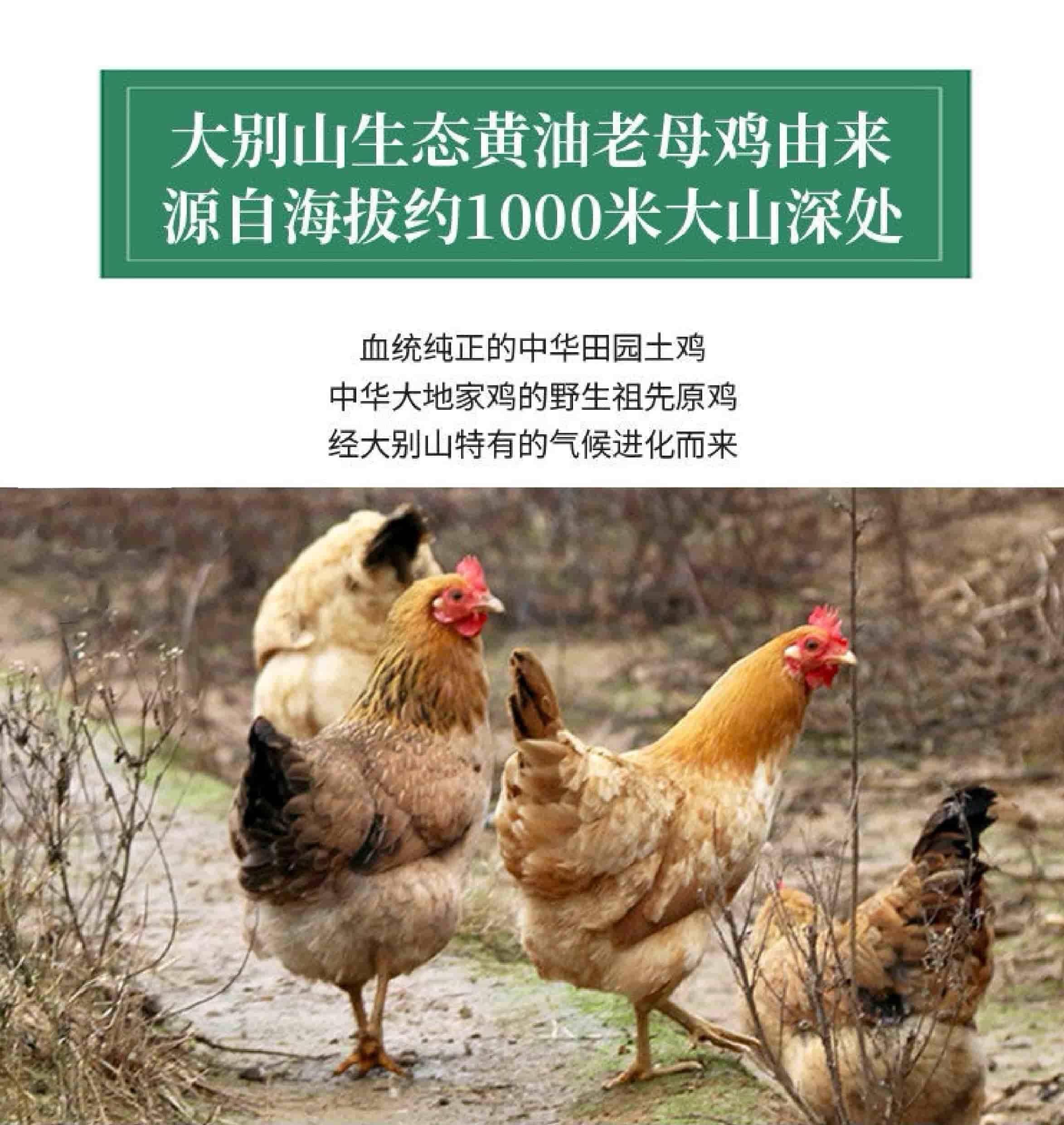 【我店优选-季惊】大别山散养黄油老母鸡 年货必备 2只装（共4斤左右）