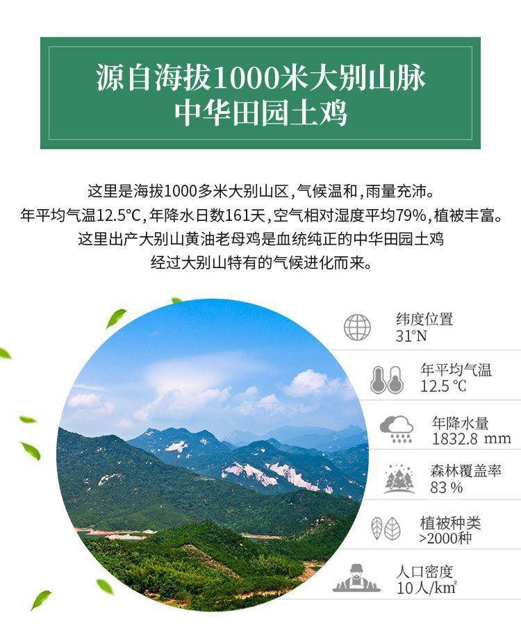 【我店优选-季惊】大别山散养黄油老母鸡 年货必备 2只装（共4斤左右）