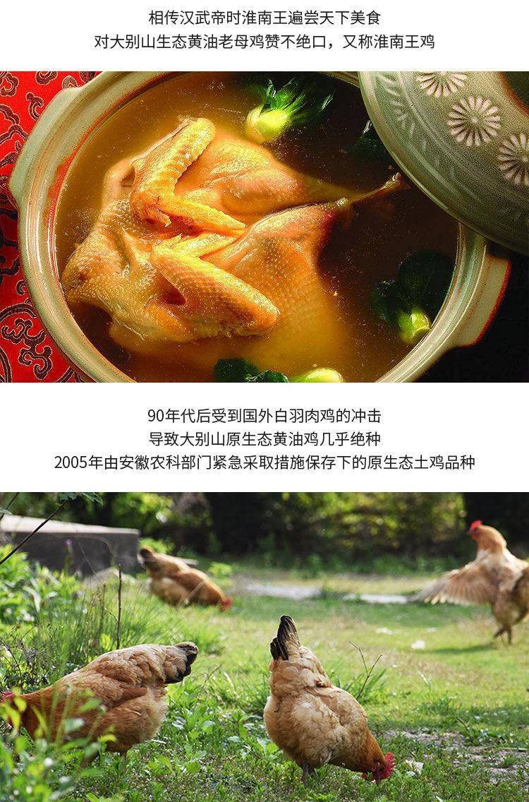 【我店优选-季惊】大别山散养黄油老母鸡 年货必备 2只装（共4斤左右）