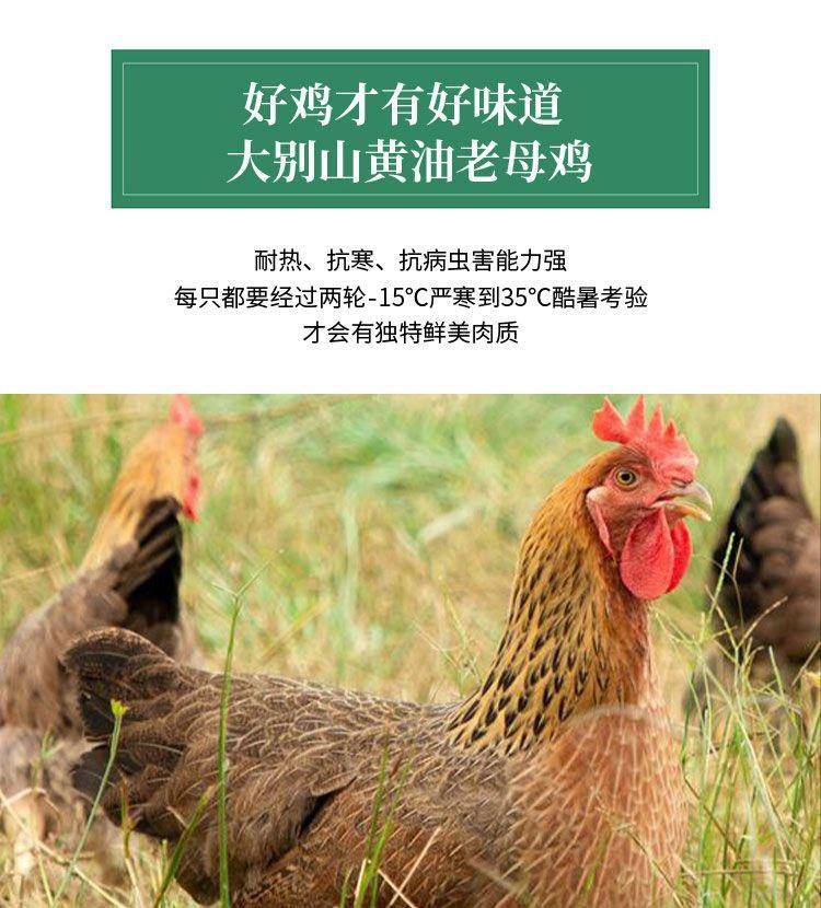 【我店优选-季惊】大别山散养黄油老母鸡 年货必备 2只装（共4斤左右）