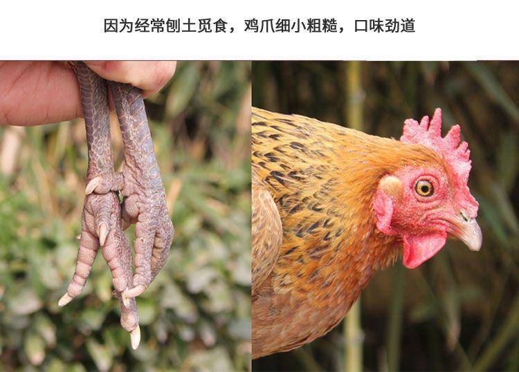 【我店优选-季惊】大别山散养黄油老母鸡 年货必备 2只装（共4斤左右）