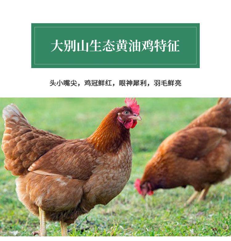 【我店优选-季惊】大别山散养黄油老母鸡 年货必备 2只装（共4斤左右）