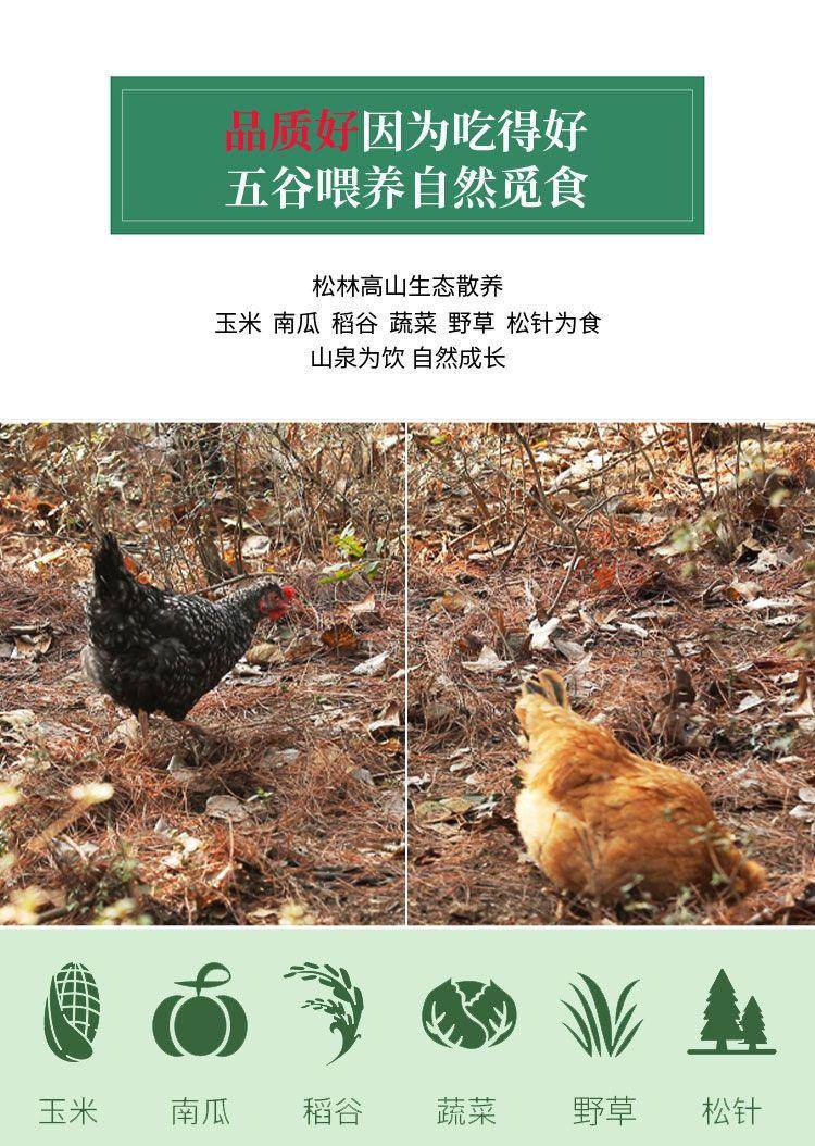【我店优选-季惊】大别山散养黄油老母鸡 年货必备 2只装（共4斤左右）