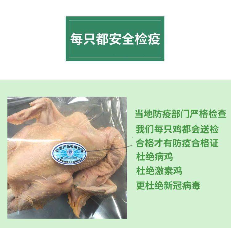 【我店优选-季惊】大别山散养黄油老母鸡 年货必备 2只装（共4斤左右）
